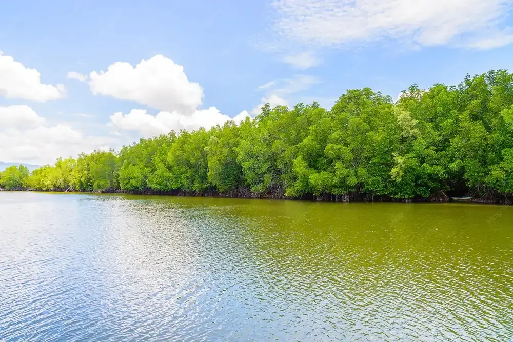 Forêt de mangrove au bord de l'eau