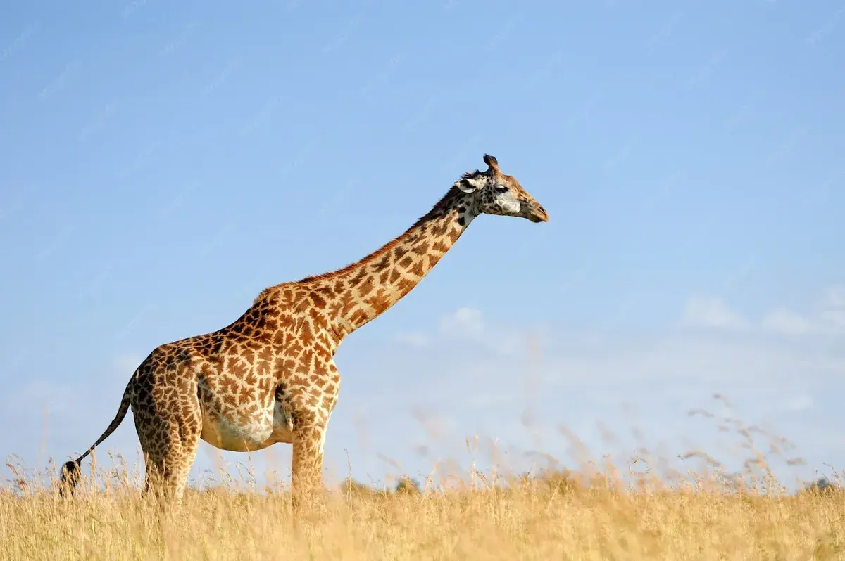 Girafe dans une savane arborée