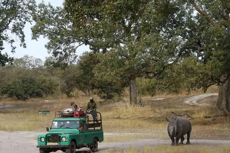 Véhicule de safari ouvert transportant des visiteurs, face à un rhinocéros dans une clairière boisée de la réserve de Fathala